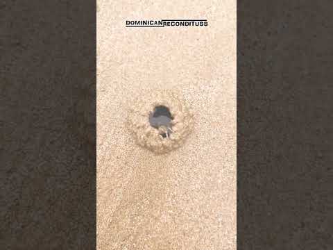 UN CANGREJITO HACE SU CASITA en la ARENA #funny #funnyshorts