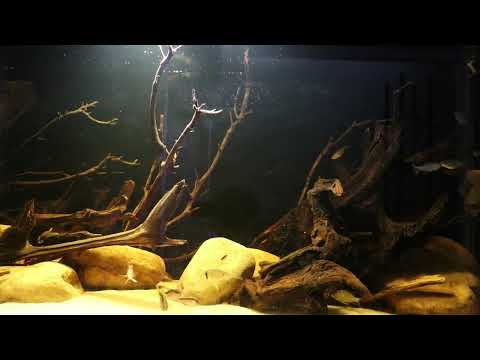 Blackwater 125G with tetras, earth eaters and cory A work in progress, but you can get an idea of what I'm going for.  I still need to add in some leaf