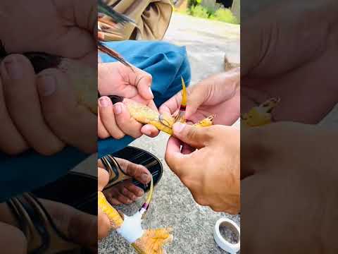 #aseelmurga #assel #chickenbreeds #birds #roosterfarm #chickentypes #rooster