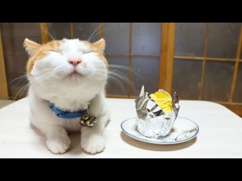 猫の動画サムネイル - ちゃぶ台の上のモンブランケーキ　250801