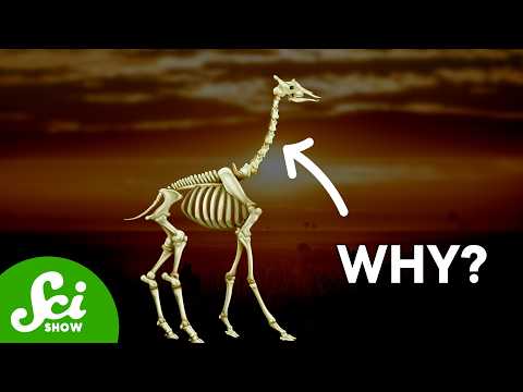 The Weird Reason Giraffes Have The Same Number of Neck Bones As You