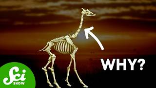 Thumbnail for the video "The Weird Reason Giraffes Have The Same Number of Neck Bones As You" from SciShow