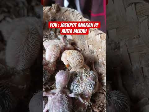 lovebird pf lolohan #anak #mlbb #birds #lovebirdpaud #music #lovebirds #dunfallowlovebird #pets