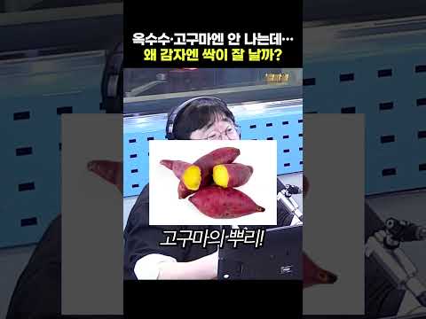 옥수수, 고구마랑 다르게…감자는 ○○<strong>이다</strong>