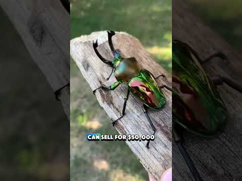 The Most Expensive Animals on Earth – #1 #shorts #pets #animals