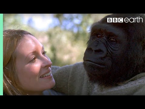 Did you know there's a talking gorilla? | #TalkingGorilla | BBC - UCwmZiChSryoWQCZMIQezgTg