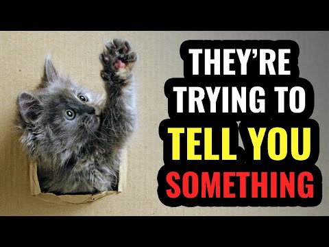 5 Strange Things Cats Do That Are Actually Messages