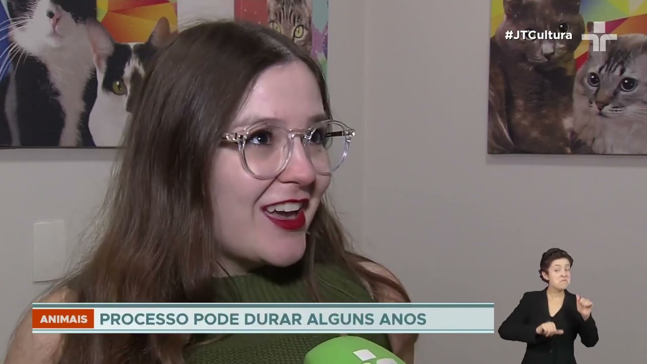 Novo lar como ajudar gatos adotados a se sentirem confortáveis