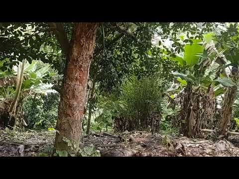 #umbom#diapara#todos#nós#🙏🙏#natureza