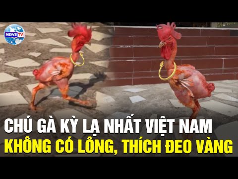 Chú gà kỳ lạ nhất Việt Nam, không có lông thích tắm xà bông đeo dây chuyền vàng | News TV