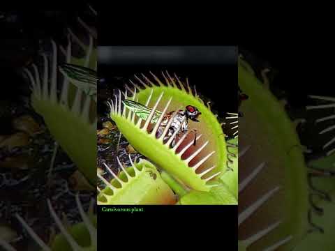 Eating-pant #cool #plants #nature