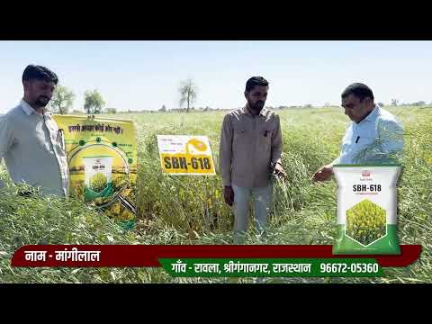 हर मौसम का विजेता – Super Seeds का 618 हाइब्रिड सरसों बीज!