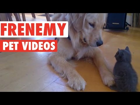 Funny Frenemy Pet Compilation - UCPIvT-zcQl2H0vabdXJGcpg