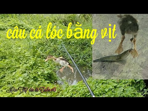 Câu cá lóc - nhấp cá lóc bằng vịt/ snakehead fishing by duck