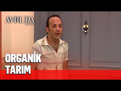 Define avcıları iş başında - Avrupa Yakası