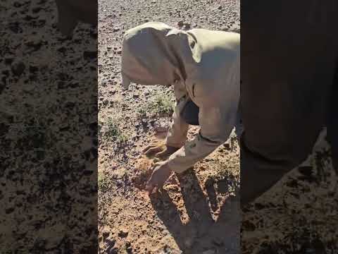 ترفاس ليبيا فقع ما شاء الله #السعودية #لقط #ليبيا