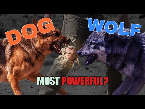 Debunking Wolf vs. Dog Bite Force Myths #WolfVsDog #BiteForceMyth #AnimalFacts