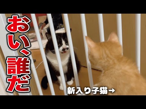 普段温厚な猫が初めて威嚇した瞬間