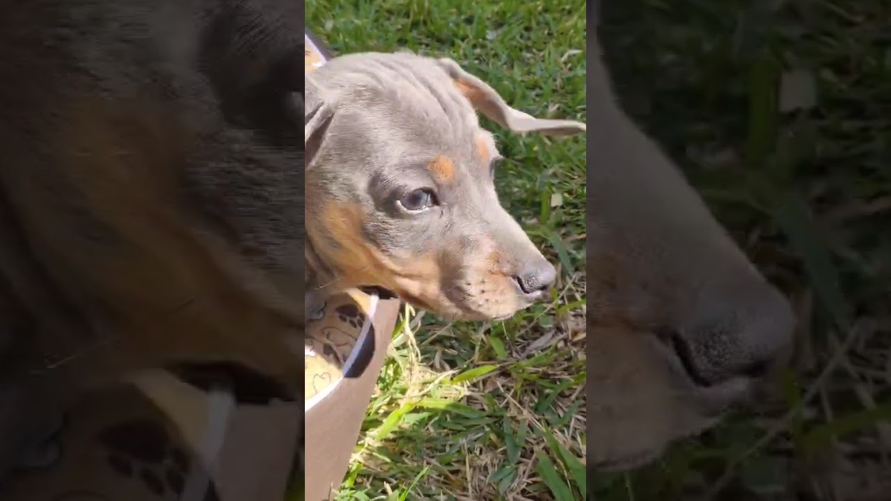 Como utilizar o terminal integrado do Visual Studio Code | Bruno Brito