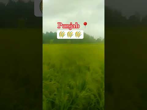 Punjab 🌾❤️🌸#punjab #punjabi#shorts#punjabisong #shortsfeed#l#vlog##viral#youtubeshorts#minivlog #yt
