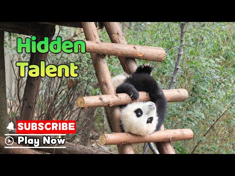 Panda's Secret Talent Revealed | iPanda