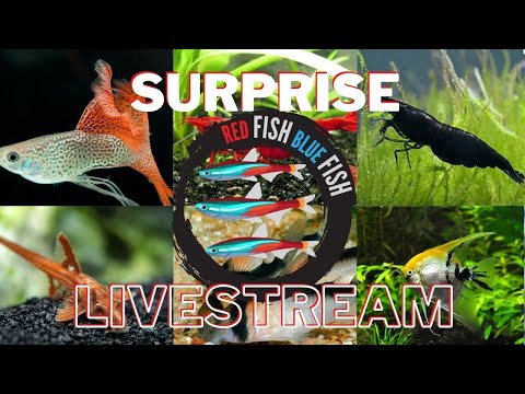 Aquarium Keepers Unite! Surprise Sunday Livestream Thank you for watching the Red Fish Blue Fish channel on YouTube. We are YOUR premium online source 