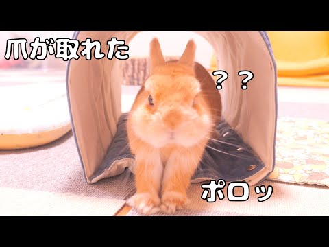 ホリホリしたら爪が取れたけど、本人は全く気づいていないので内緒にしておきましょう【No.1764】