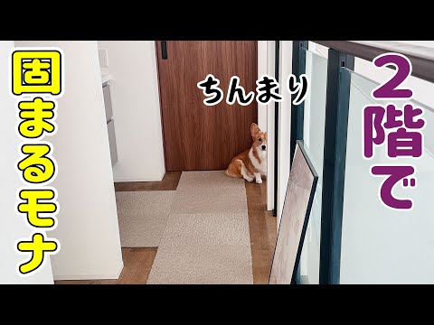 ２階で固まるモナちゃんと、新しいキャリーバッグ