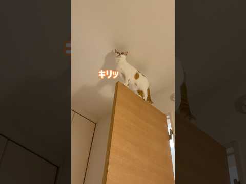 猫の動画サムネイル - トロしゃんがすごいところに乗ってます…！ #shorts