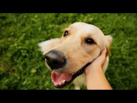 Scenthound Brand Video