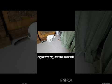 গুলু আর ঘর মুছতে চায় না😔🥺#shorts #cat #funny #tranding