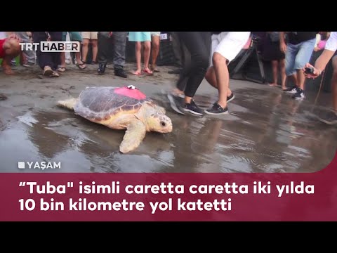Muğla’da tedavi edilen caretta Tuba’nın Akdeniz’deki rotası kayıt altında