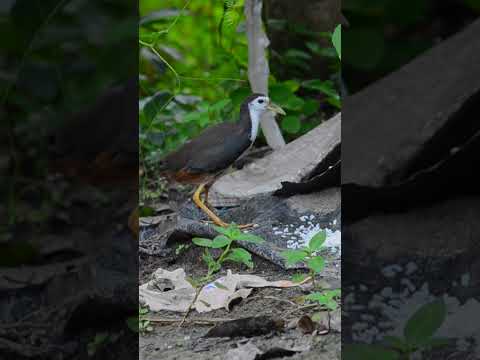 White Breasted Waterhen|White Breasted Waterhen Sound|Wildlife photography|#wildlife