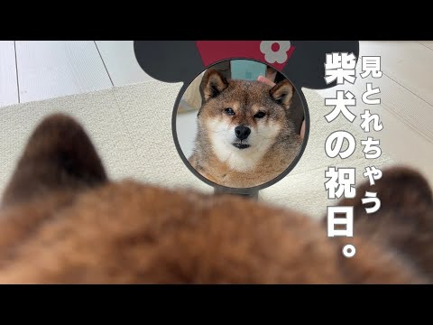 柴犬と共に過ごす祝日のひととき：花さんの動画で癒されよう サムネイル