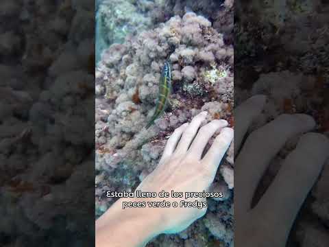 Conocías todos estos peces? #viral #viralshorts #animales #mar