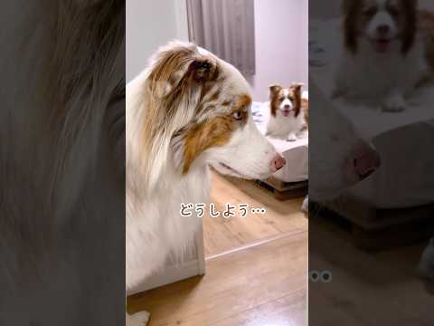 遊びに誘われてどうしようか悩む犬が可愛すぎた😂【オーストラリアンシェパード・ボーダーコリー】#shorts