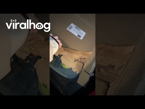 Cardboard Freezes To Windshield || ViralHog