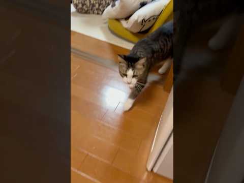ひのき猫のかわいいオデコショットと癒し動画 サムネイル