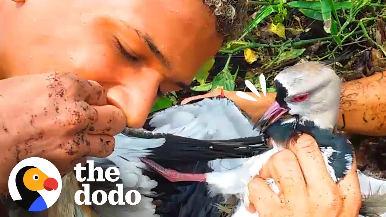 Guys Use Teeth To Free Birds Stuck Together | The Dodo