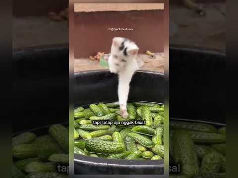kucing ini lucu banget mau ambil sesuatu tidak bisa bisa #shorts #short