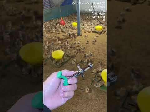 Sáng 27/10/2025 - Hỗ trợ chủng đậu #thuoc_thu_y @HưngStyleViệtNam