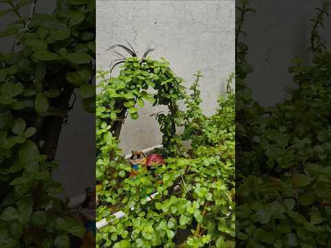अब खूब #houseplants #gardening #ytshorts #jadeplantcare #comedy