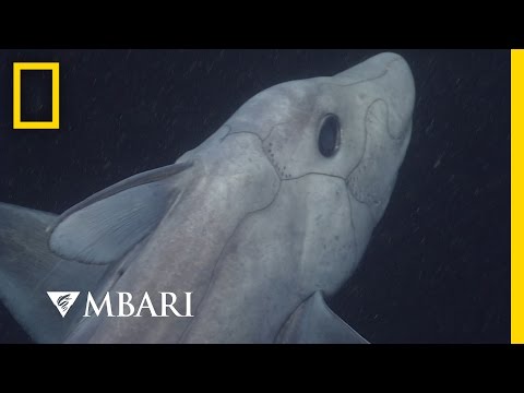 Ghost Shark Caught on Camera for the First Time | National Geographic - UCpVm7bg6pXKo1Pr6k5kxG9A