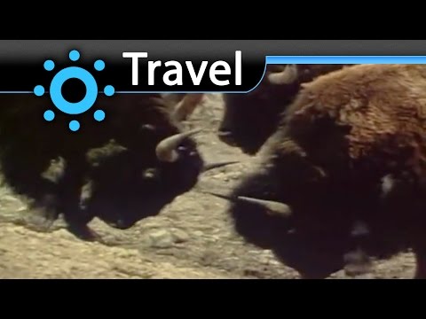 Rocky Mountains USA Bison (Tatanka) Vacation Travel Video Guide - UC3o_gaqvLoPSRVMc2GmkDrg