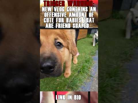 Hasan’s dog Kaya visits the H3 Podcast