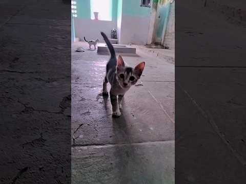 #cat #catlover #kucing #ohno #sub