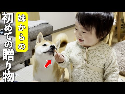 いつも優しい大好きな柴犬に自分からおやつをあげたい1歳児