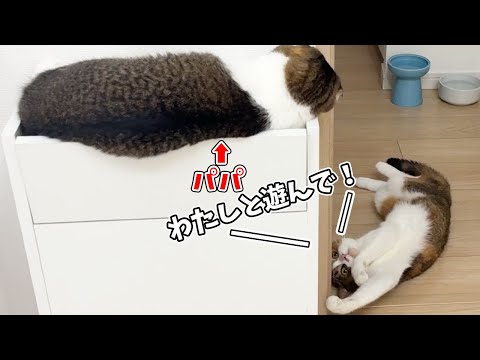 大きく成長しても再会したパパ猫にかまってもらいたい娘猫のアピールが可愛い！