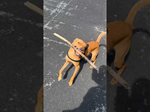 ♥️♥️#Dog#DogPlaying#HappyDog#DogFun#CuteDog#DogLovers#PetVideo#FunnyDog#DogShorts#PuppyLove#DogLifе