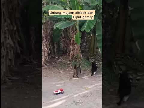 Untung mujaer, ciblack, Ciput cepet, kalau gak bisa fatal urusannya